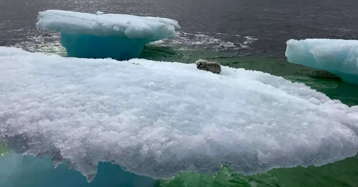 Kind fishermen save starving fox stranded on iceberg miles out at sea