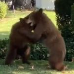 bear cubs playing