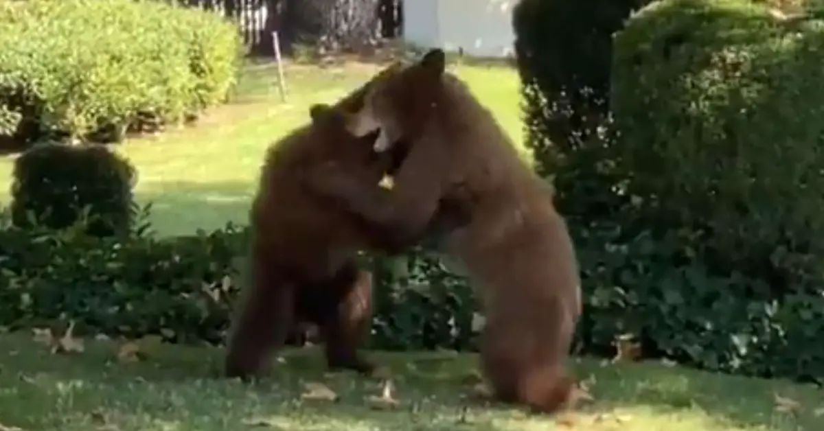 Officers decide bear cubs playing in the neighborhood are too cute to interrupt