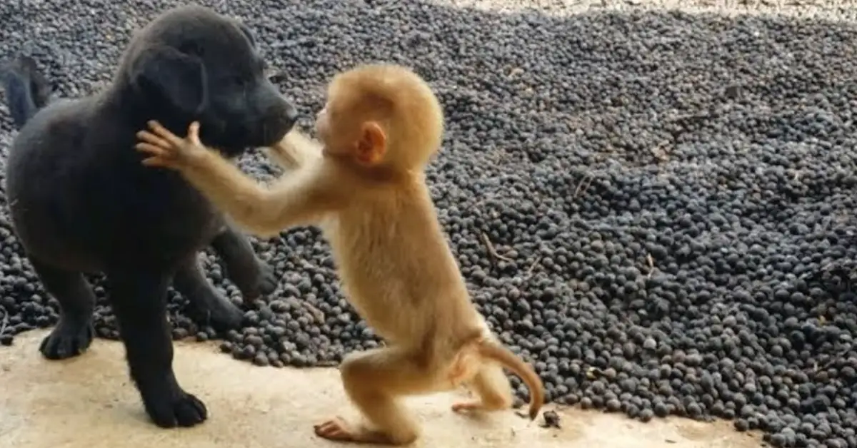 Orphaned monkey finds comfort in friendly puppies and now they’re inseparable