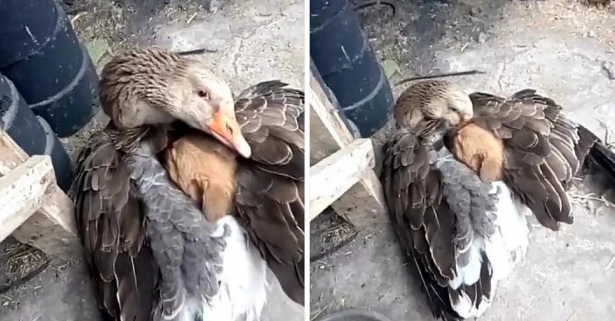 Stray puppy was freezing in the street until caring goose decides to step in