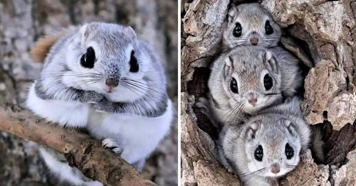 These flying squirrels in Japan are one of the cutest animals on Earth