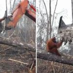 orangutan fights off deforestation