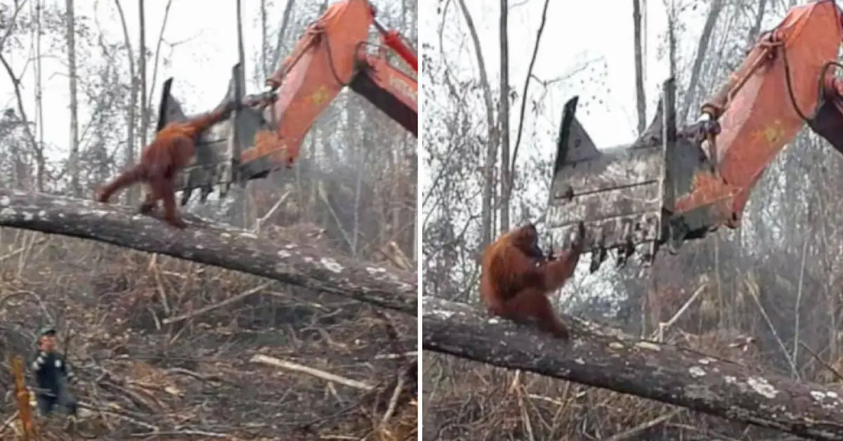 Heartbreaking moment an orangutan tries to fight off excavator that’s destroying his home