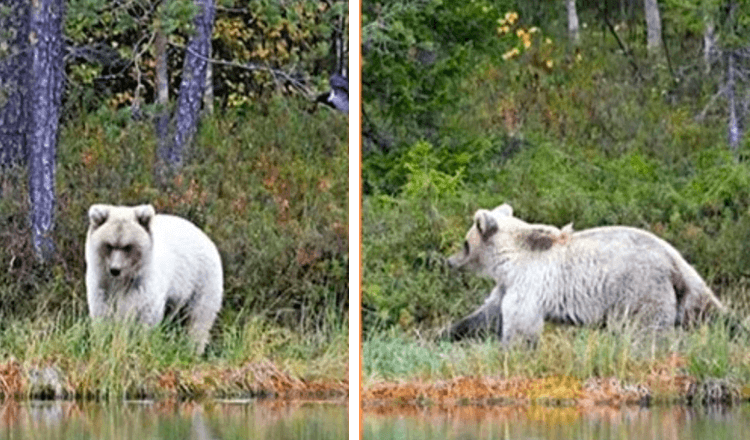 The first time this very rare bear is caught on camera