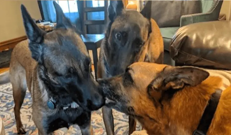 The dogs kiss their brothers just before saying goodbye