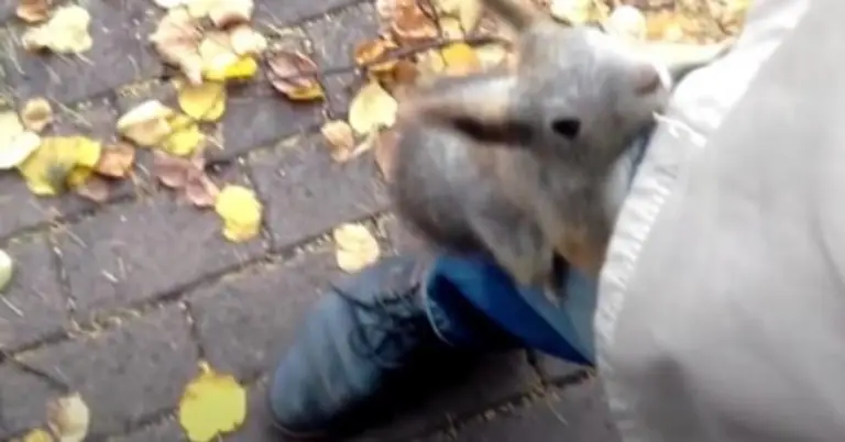 The squirrel wants a stranger to follow her to her baby, she jumps on his leg