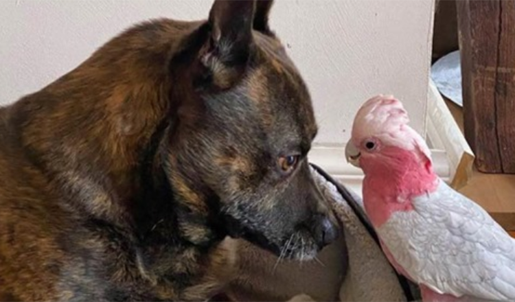 The dog finds an injured parrot and now they are inseparable
