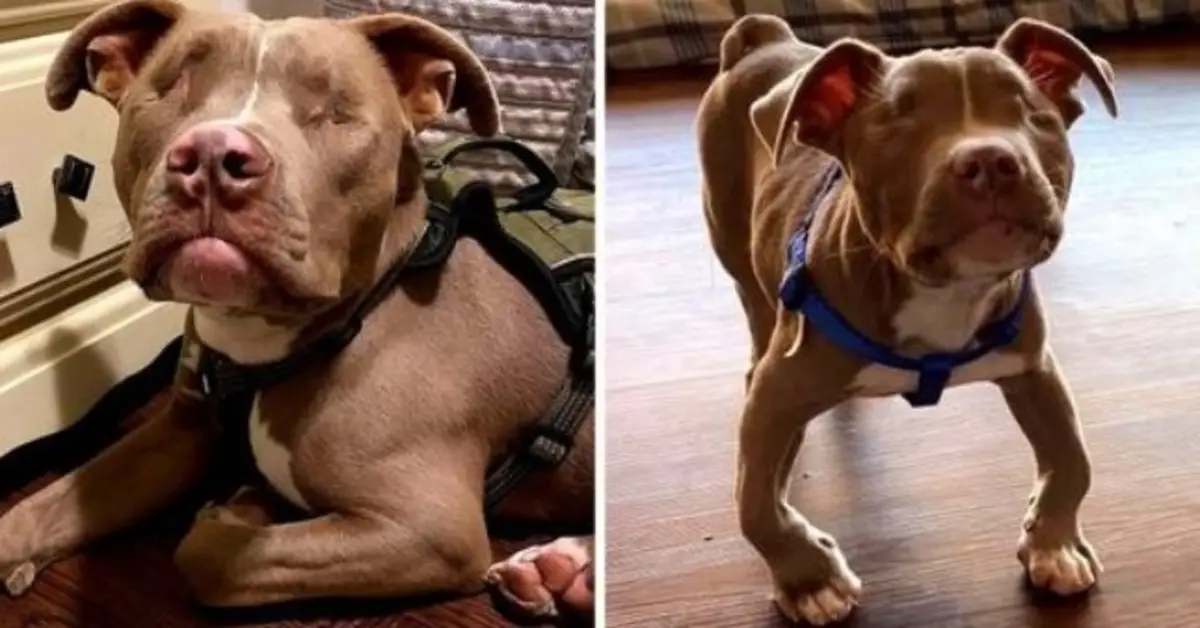 Family adopts blind, disabled pit bull puppy, they shower him with endless love