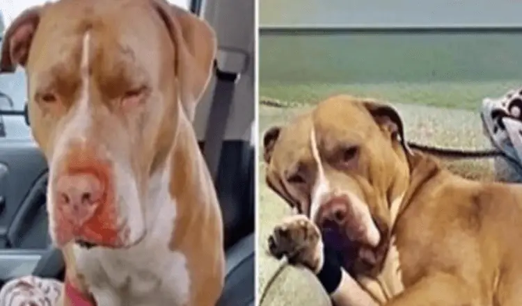 The pit bull thrown off the overpass finds a forever home with the woman who rescued him