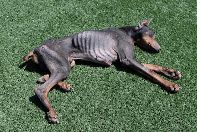 Rescuers Rush to Save Emaciated Doberman Despite Their Shelter Overflowing