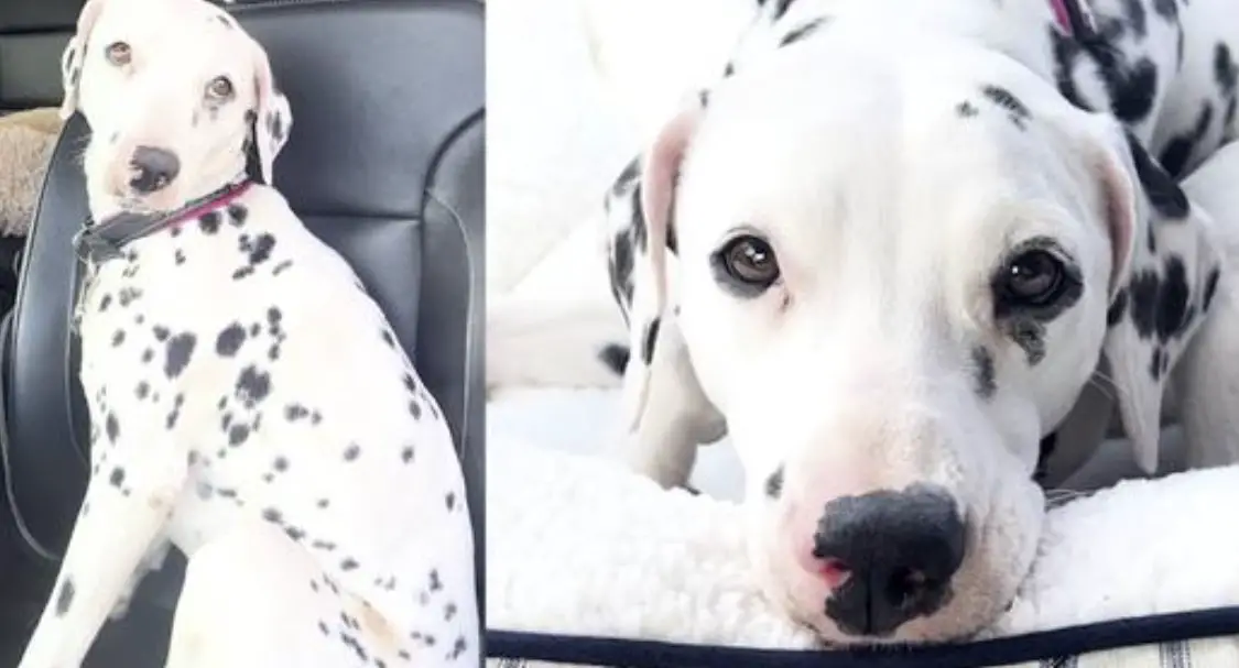 Dalmatian Abandoned in Park is So Anxious at Shelter She Chews Herself