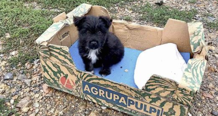 Puppy Left Outside Shelter In Cardboard Box is the Happiest Dog Now