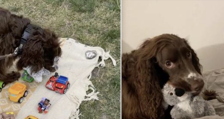 Dog Finds Koala Toy at Yard Sale and Falls in Love