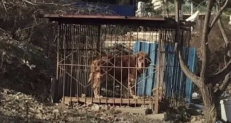 Couple Rescues Emaciated Tibetan Mastiff They Find at the Great Wall of China