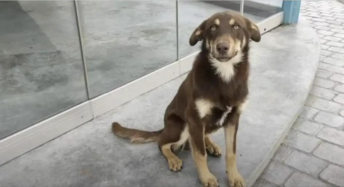 Stray Dog Who Believed in the Goodness of People Gets A Second Chance