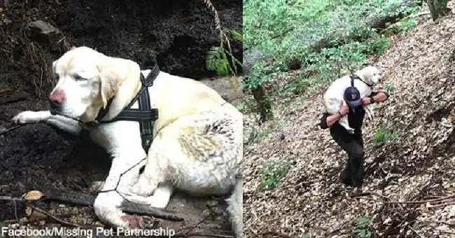 Blind Labrador Lost for a Week in the Mountains Waits for One Last Sign of Hope