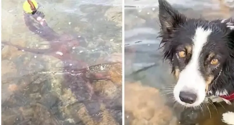 Dog Adorably Confused on What to Do After Octopus Steals Her Tennis Ball