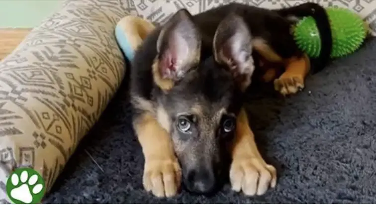 Foster Puppy Raised By Cats Adorably Picks Up Their Habits