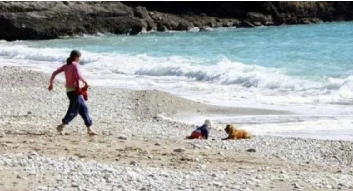 Spaniel Saves Baby from Wandering too Close to Dangerous Waves